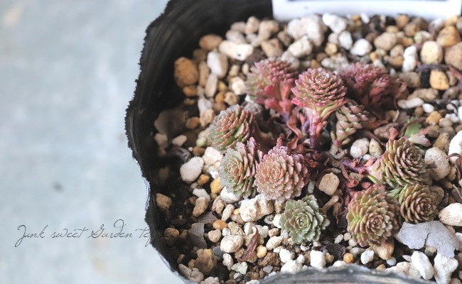 多肉植物】 『ミッデンドルフィアヌム・変種ストリアツム』 セダム属