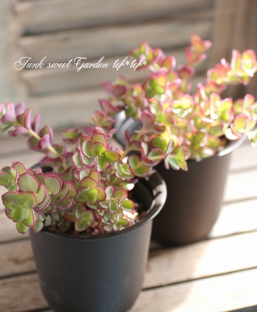 越中ミセバヤ』 | すべての商品 | | Junk sweet Garden tef*tef*