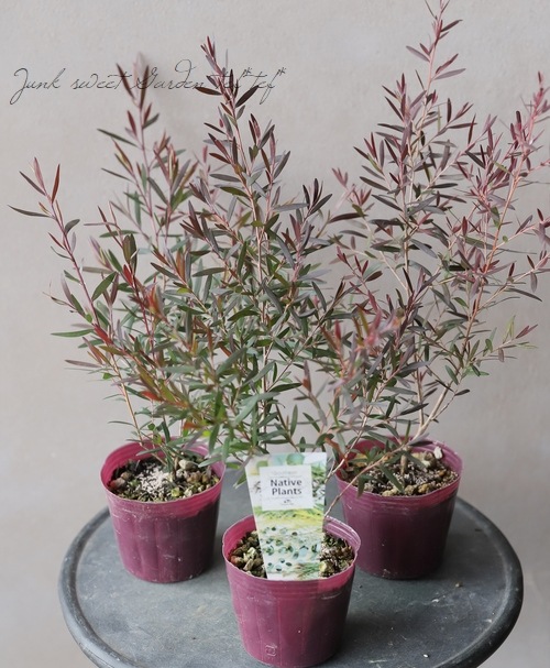 レプトスペルマム 『カッパーグロウ』 | すべての商品 | | Junk sweet