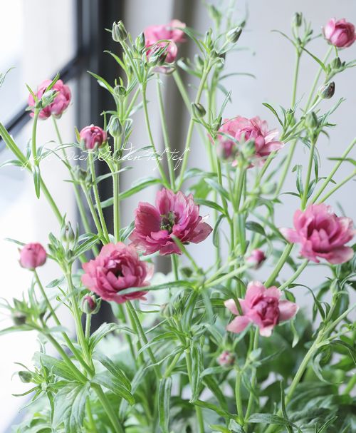 ラナンキュラス・ランドセルシリーズ・ソルトムーン 『あずき』 小輪多