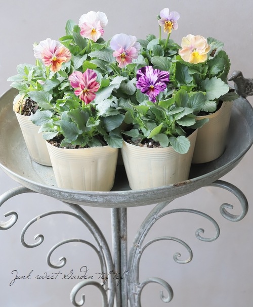 ○進化を続ける育種家ビオラ 『evolve -エボルベ-』 【ストライプ