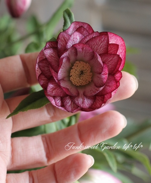 クリスマスローズ ✨クリスマスローズ入荷！②✨ 今週末、2月14日（金）から始まる