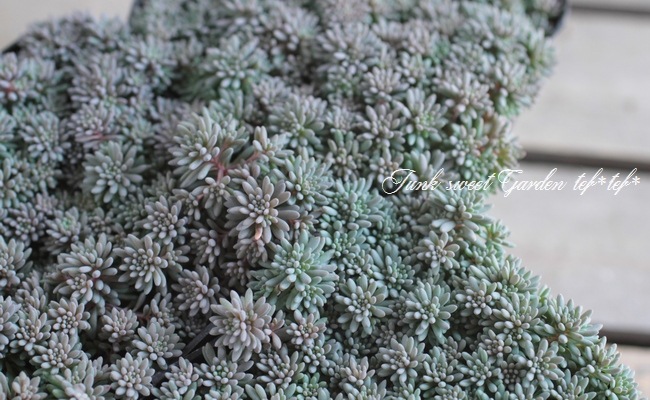 多肉植物】銅葉セダム・ヒスパニカム 『プルプレア』 | すべての商品