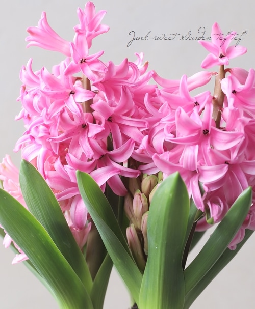 □【芽だし球根】 ヒヤシンス 『ピンク』 3球植え☆ | すべての商品