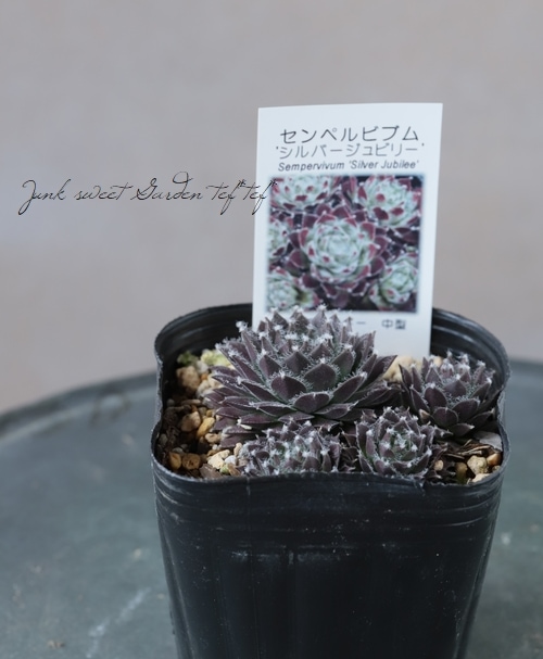 多肉植物】センペルビウム『シルバージュビリー』 | Leaf Species,多肉