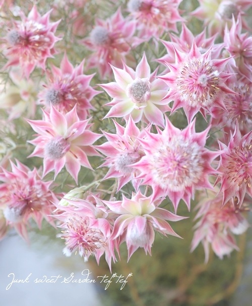 ジョーイセルリア 『プリティインピンク -Pretty in Pink-』 | すべて