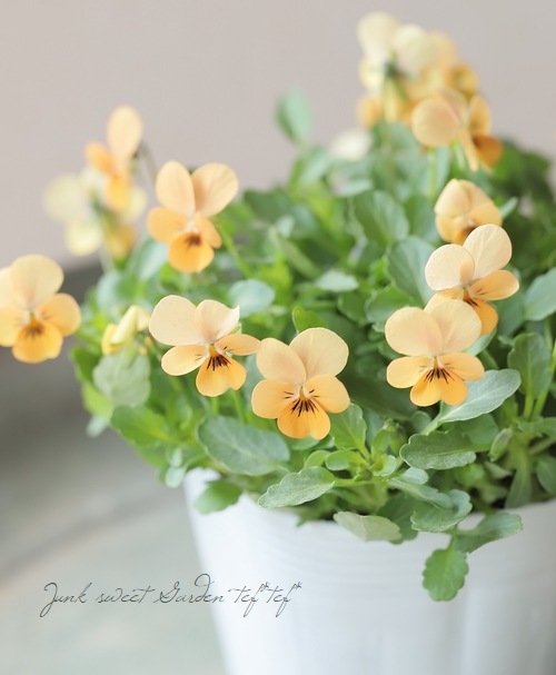 ○ビオラ・ビオレッタ 『モーブパンプキン』変わり咲き【A】 | すべて