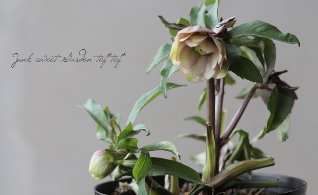 大和園】 クリスマスローズ 『ダブルピンク アンティークカラー』 【No