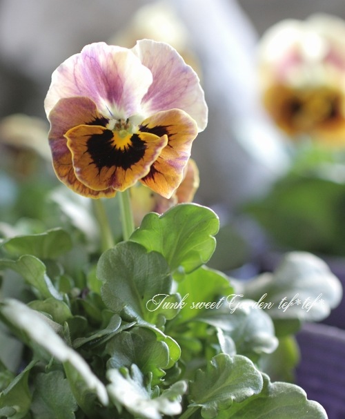 マトリョーシカ【ビオラ】 ビオラ・混合| 種・苗・ガーデニング用品の【タキイネット通販】