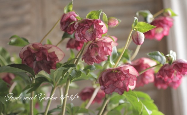 ㉖-414クリスマスローズ 2025.3.13 * クリスマスローズが咲き始めました #ピンクニゲル #広瀬