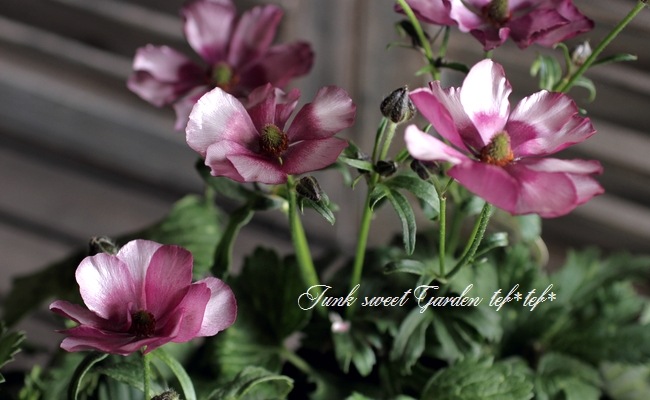 ラナンキュラス ラックスシリーズ 『エウロペ』 | すべての商品