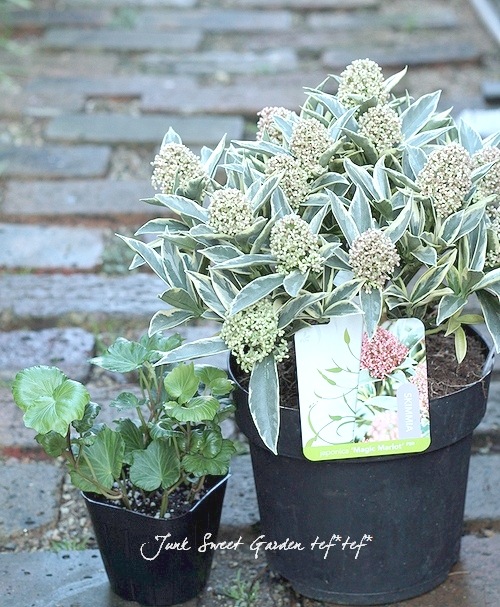 斑入りスキミア 『マジックマルロー』 特大14輪～ | すべての商品