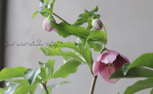 クリスマスローズ 静岡県・杉光園芸 杉山交配 『セミダブル・ピンク