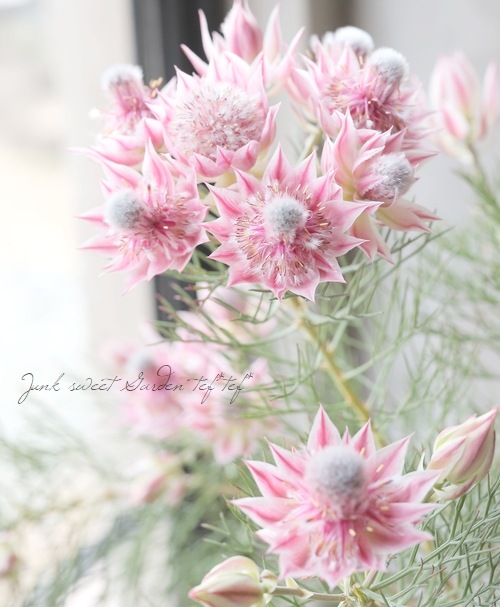 ジョーイセルリア 『プリティピンク -Pretty n Pink-』 | すべての商品