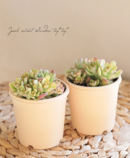 多肉植物】 『ジョイスタロック』 セダム属 いとうぐりーん | すべての