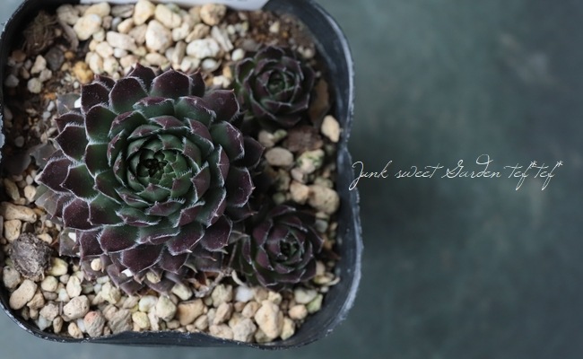 多肉植物】センペルビウム 『ブラックミニ』 | Leaf Species,多肉植物