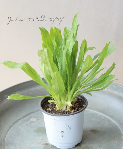 家庭菜園】 ハーブ・ノコギリコリアンダー『パクチー・ファラン