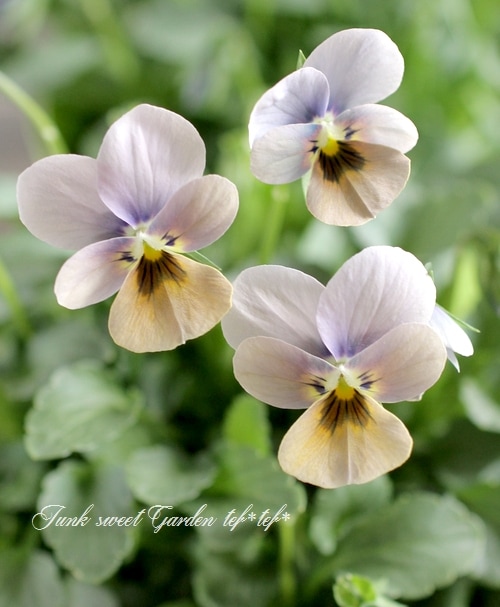 【未使用品】クレモナ　ビオラ　SVA100 16\"サイズ　2016年 ビオラ一覧 | 下倉バイオリン 弦楽器専門店