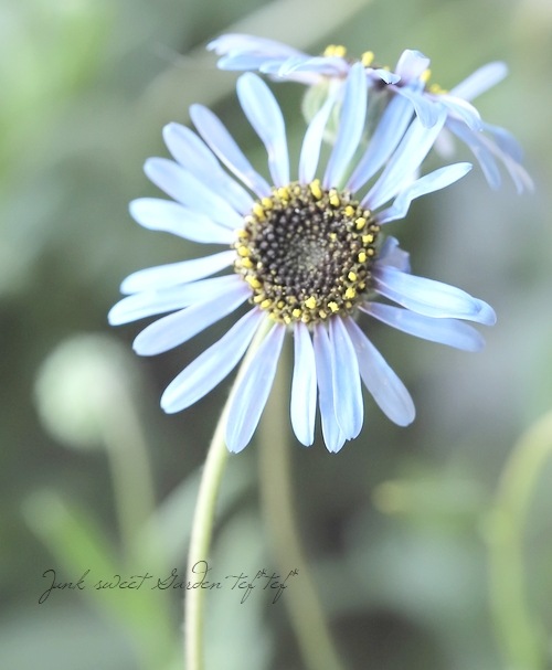 フェリシア『ベルゲリアナ』 (キングフィッシャーデージー) | すべての