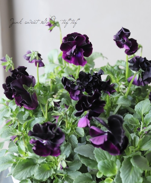 八重咲きパンジー・プリンセスベリー 『ブラック』 | すべての商品