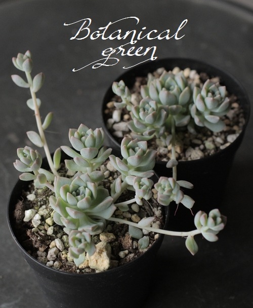 多肉植物】 『プロリフェラ』 セダム属 | すべての商品 | | Junk sweet