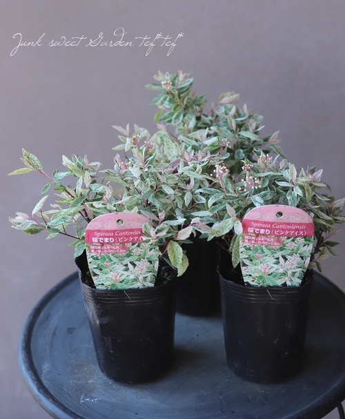 霜降り斑入りコデマリ 『ピンクアイス』 『桜でまり』 | すべての商品