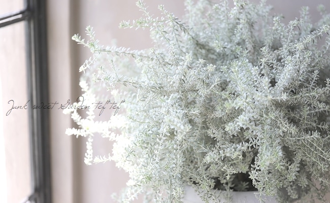 斑入りウエストリンギア 『スモーキーホワイト』 オーストラリアン