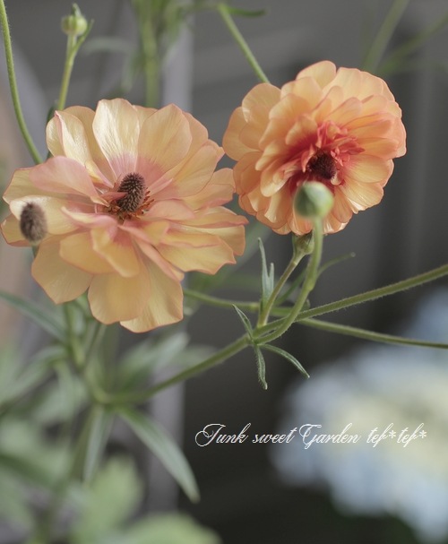 ラナンキュラス ラックスシリーズ 『ロティス』 | すべての商品