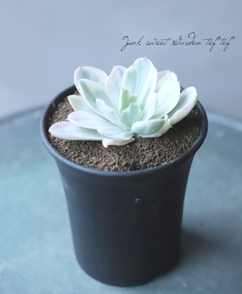 多肉植物】 斑入り『ムーンリバー錦』 『高砂の翁錦』 エケベリア属