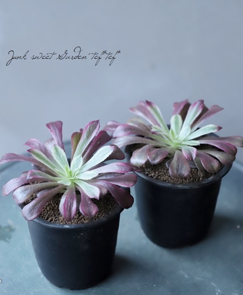 多肉植物❤️アエオニウム錦❤️ 青い波 ❤️碧浪❤️ 状態画像 多肉