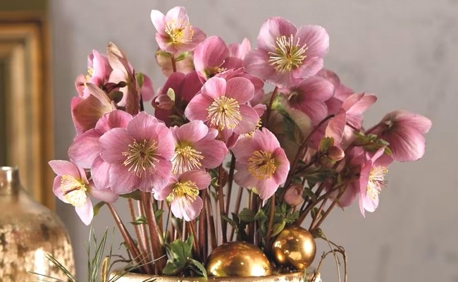 クリスマスローズ・ピンクニゲル 『バーブームシフラ』 メリクロン苗