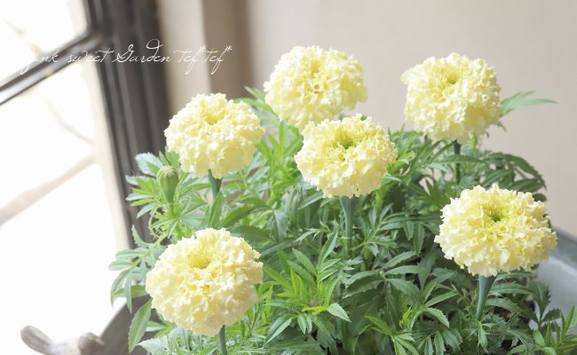 アフリカンマリーゴールド 『ホワイトゴールドMAX』 | すべての商品