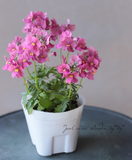 芳香宿根ネメシア・ネシア 『ピンク』 | すべての商品 | | Junk sweet