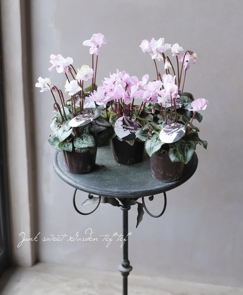 ガーデンミニシクラメン 『フェアリーシルエット』 | すべての商品