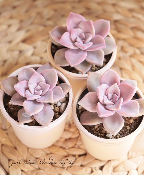 多肉植物】 『パープルディライト』 グラプトベリア属 いとうぐりーん