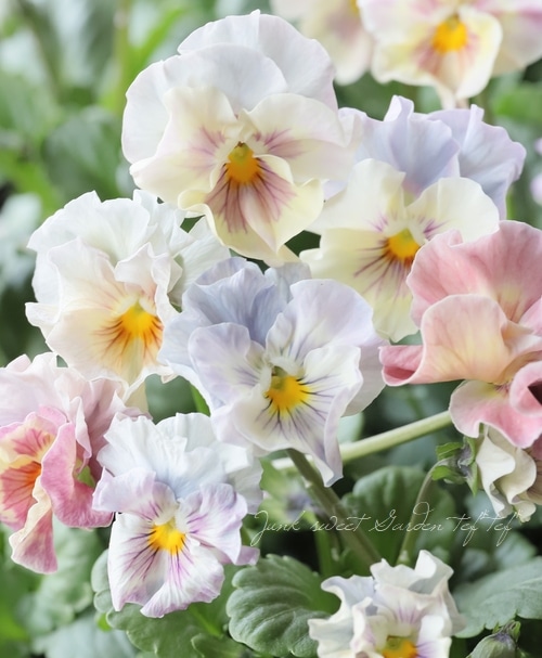 ○フリル咲きパンジー 『シエルブリエ』 花日和オリジナル | すべての