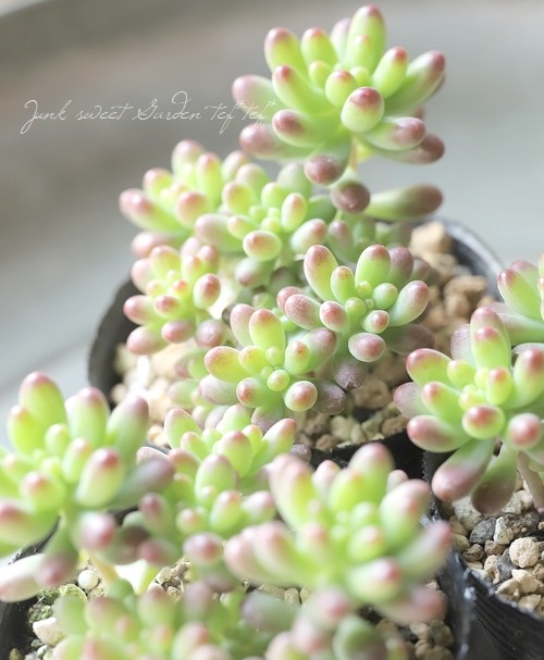 多肉植物】『ルビーティント』セダム属 | すべての商品 | | Junk sweet