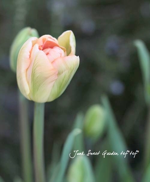 球根】八重咲きチューリップ 『チャーミングビューティ』 | 球根