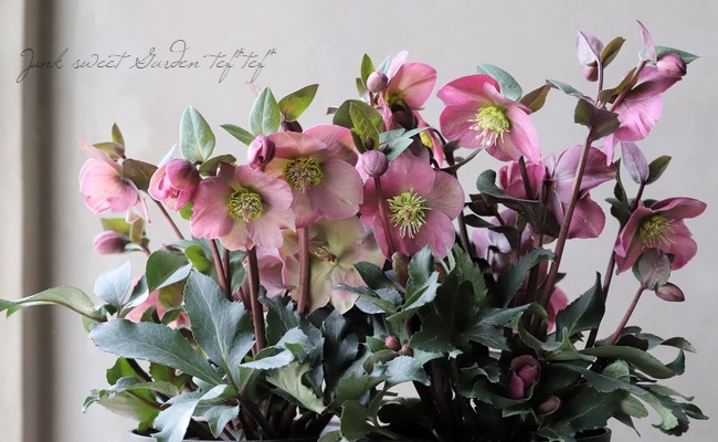 クリスマスローズ 『アンナズレッド』 | すべての商品 | | Junk sweet