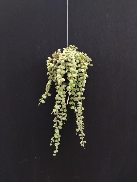 観葉植物】 斑入りディスキディア 『ヌンムラリア・バリエガータ