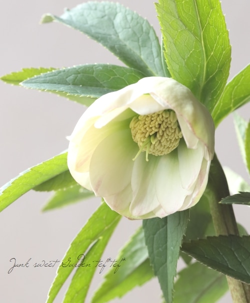 大和園】 クリスマスローズ 『ホワイトダブルカップ咲き』 2026【J