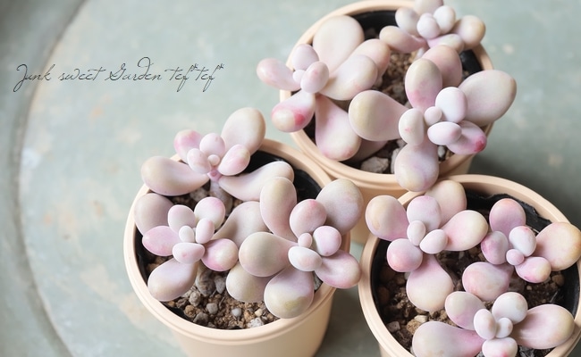 多肉植物】 『アメチスチヌム』 グラプトペタルム属 【いとうぐりーん