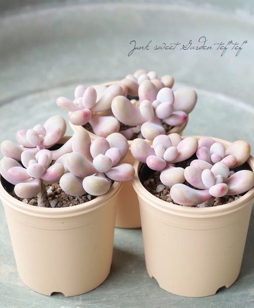 多肉植物】 『アメチスチヌム』 グラプトペタルム属 【いとうぐりーん