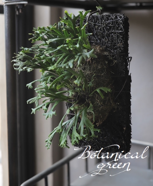 観葉植物】 ノキシノブ 『平獅子』 ヘゴ材付け 着生シダ | すべての