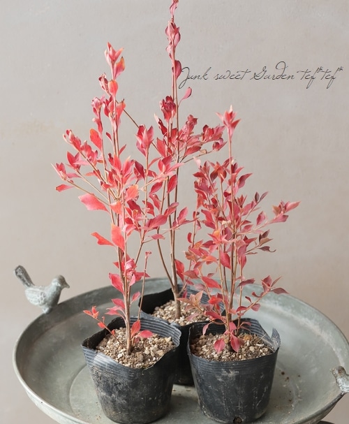 更紗ドウダンツツジ 『口紅錦 -クチベニニシキ 』 | すべての商品