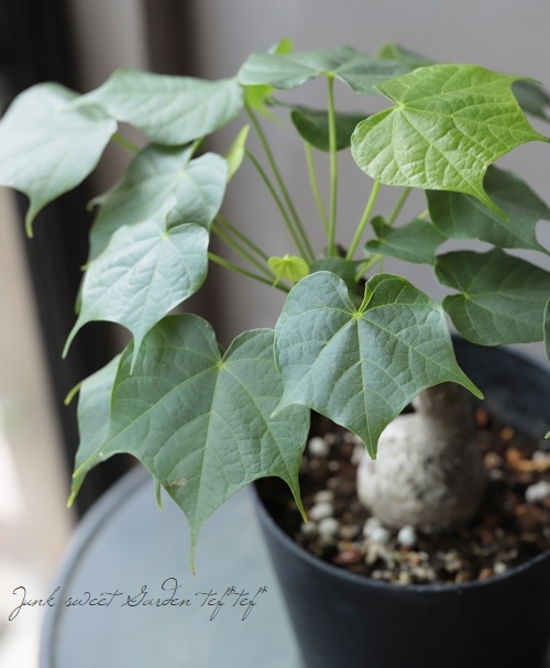 塊根植物 『フィルミアナ・コロラータ』 CAUDEX No.A | すべての商品