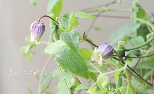 壷型クレマチス・ヴィオルナ系 『オリジナルブルー』【C】 | すべての