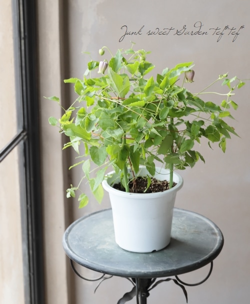 壺型クレマチス・ヴィオルナ系 【E】 | すべての商品 | | Junk sweet