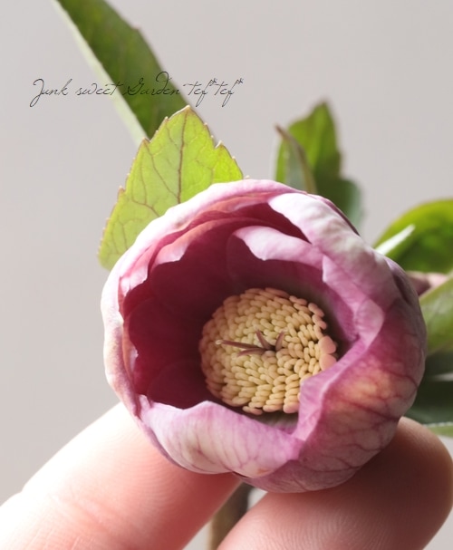 大和園】 クリスマスローズ 『ダブルピンクカップ咲き』 2026【M