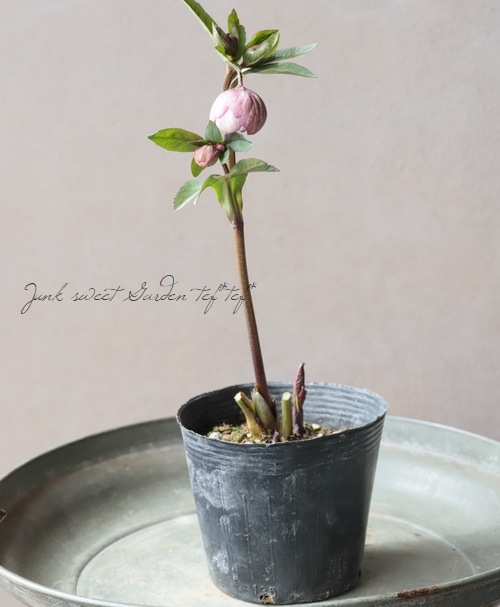 大和園】 クリスマスローズ 『ダブルピンクカップ咲き』 2026【M